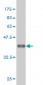 COX5B Antibody (monoclonal) (M03)